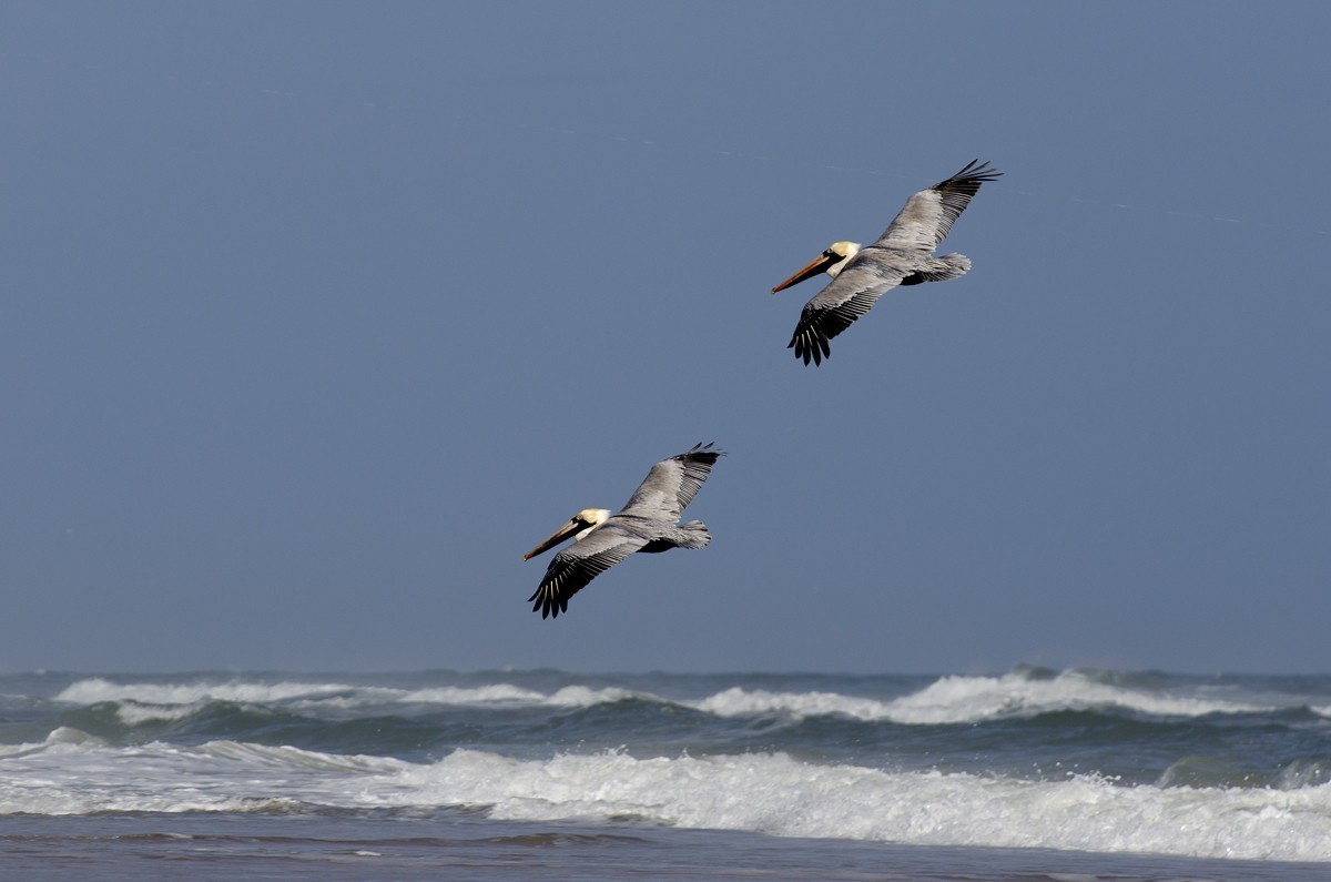 转载一组尼粉精彩打鸟