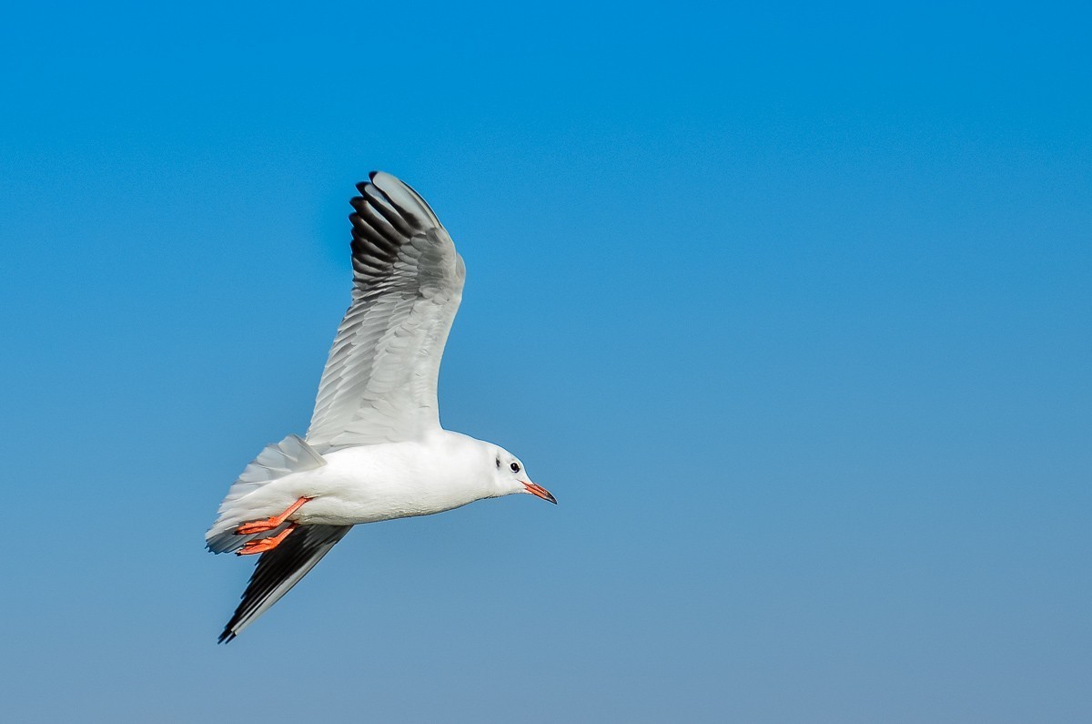 转载一组尼粉精彩打鸟