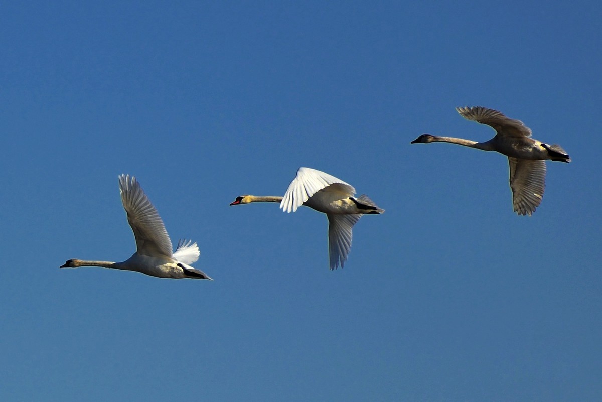 转载一组尼粉精彩打鸟