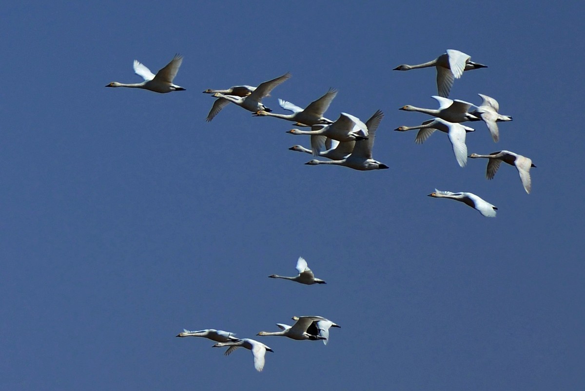 转载一组尼粉精彩打鸟