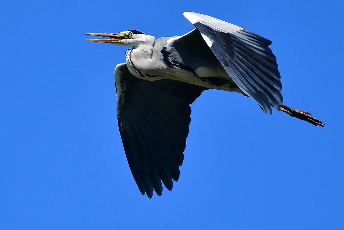 转载一组尼粉精彩打鸟