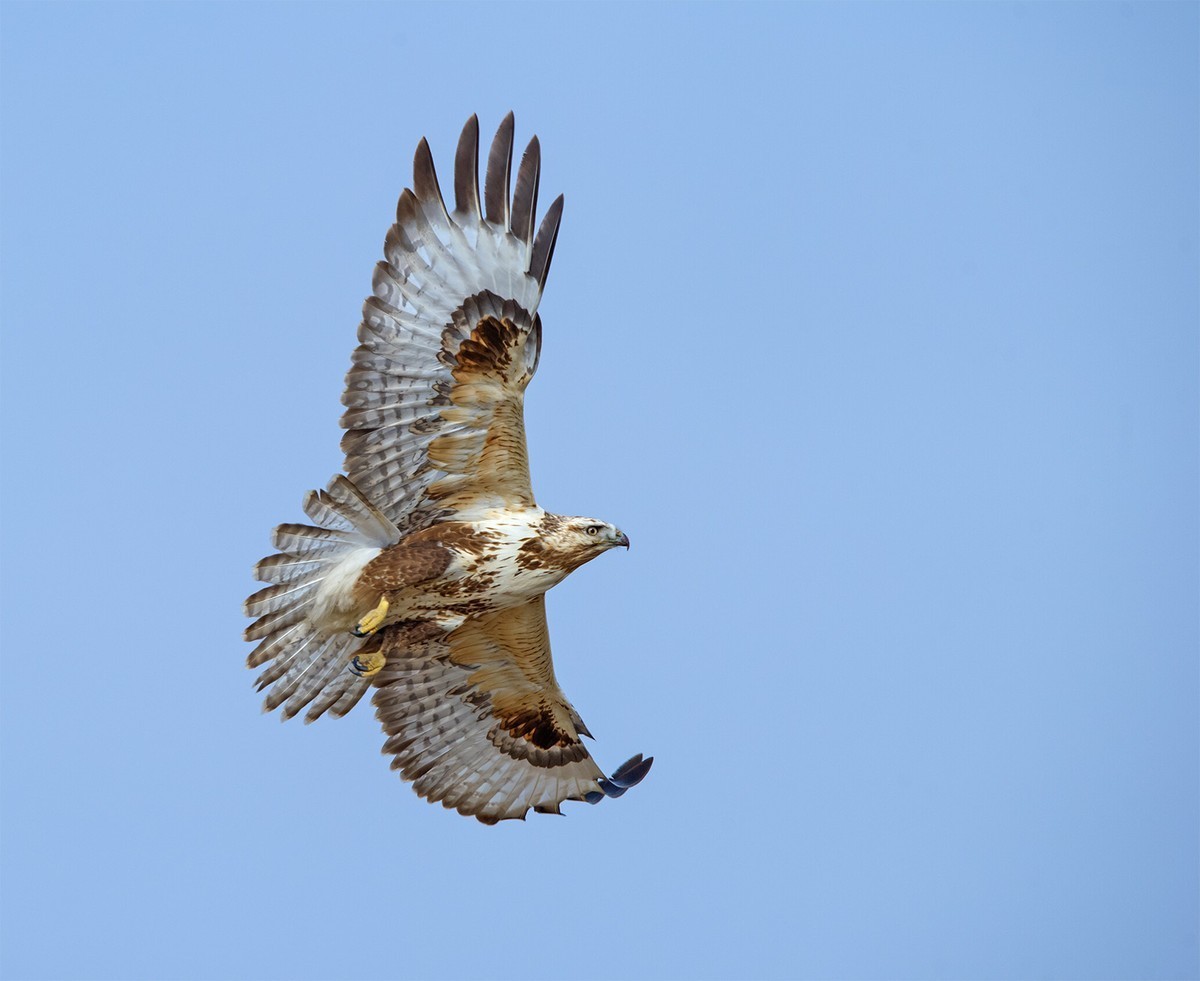 转载一组尼粉精彩打鸟