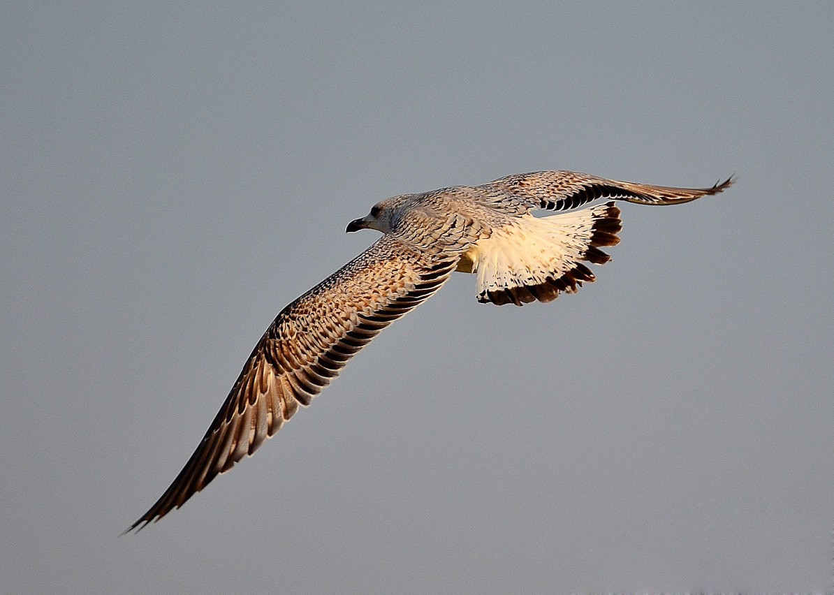 转载一组尼粉精彩打鸟