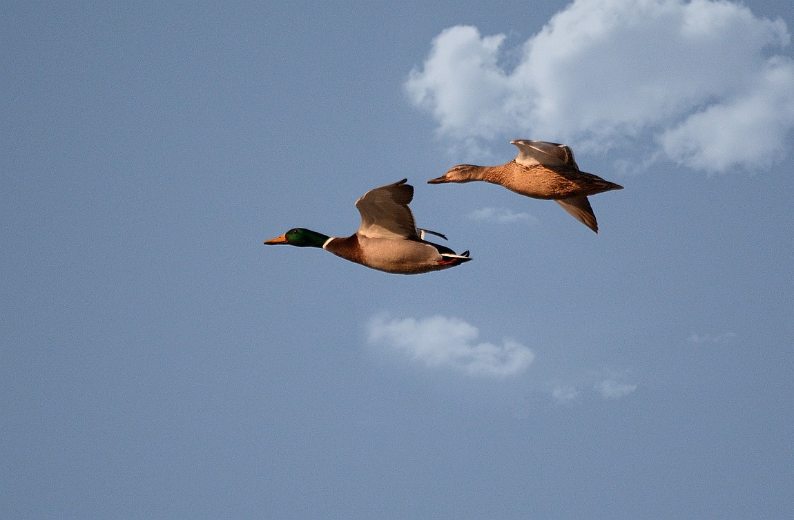 转载一组尼粉精彩打鸟