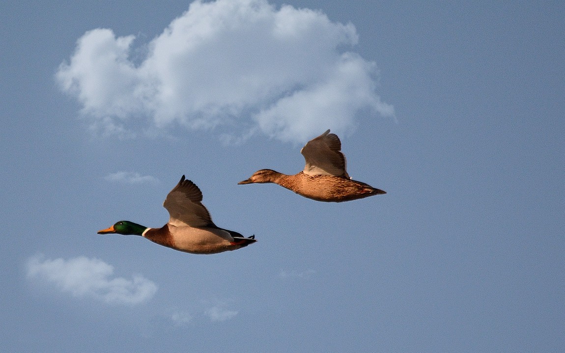 转载一组尼粉精彩打鸟