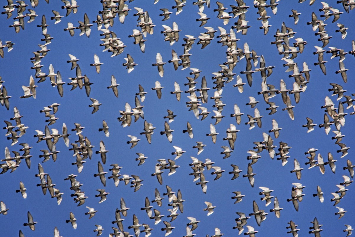转载一组尼粉精彩打鸟