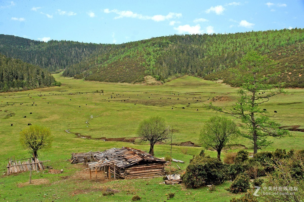 香格里拉高原牧场