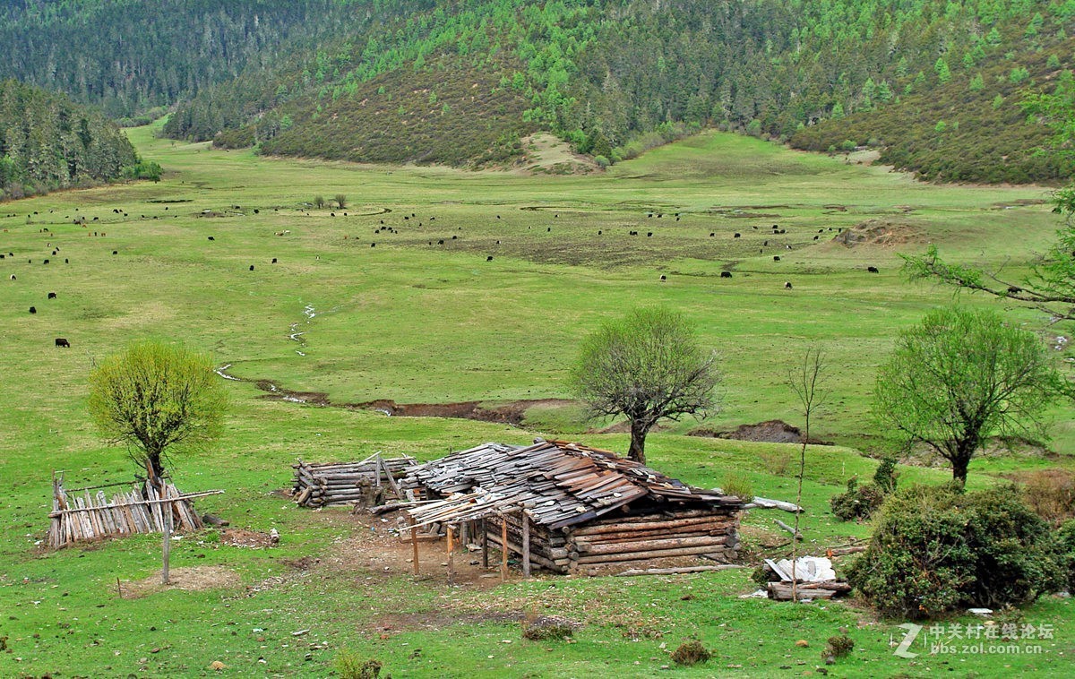 香格里拉高原牧场