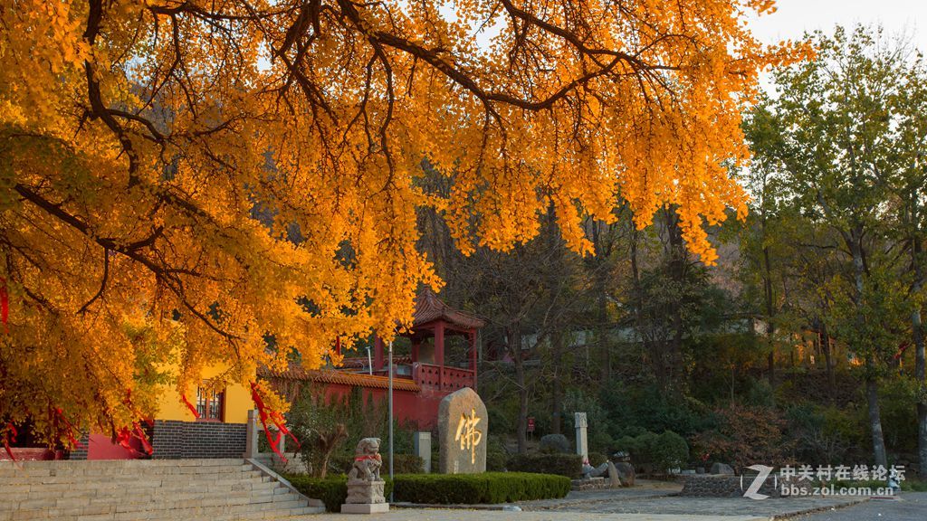 安丘公冶长书院千年银杏