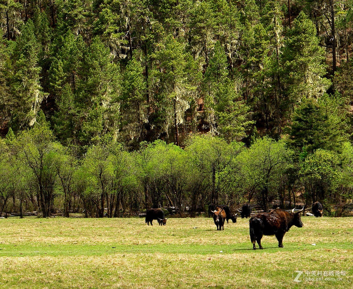 香格里拉高原牧场