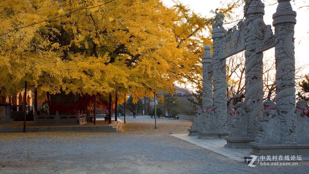 安丘公冶长书院千年银杏