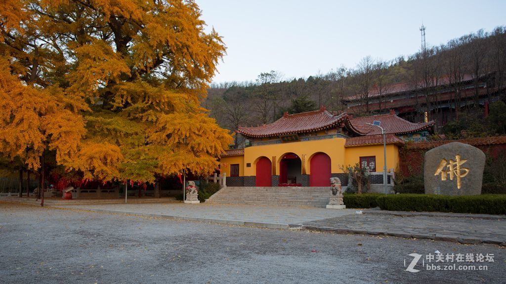 安丘公冶长书院千年银杏