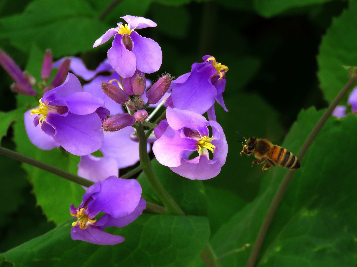 狗年愚人节拍花