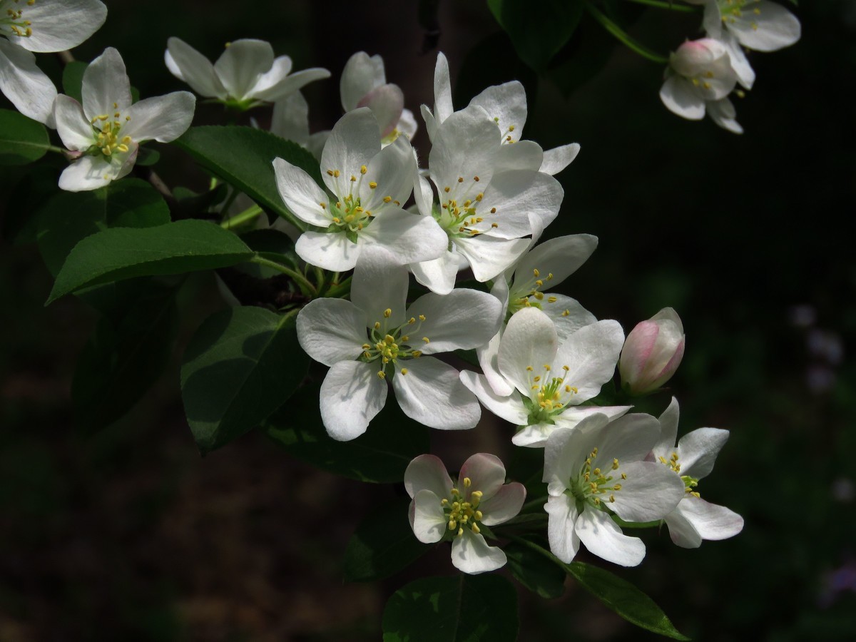 狗年愚人节拍花
