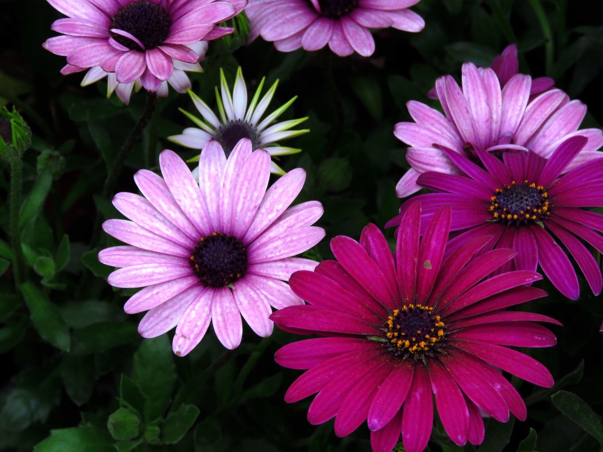 狗年愚人节拍花