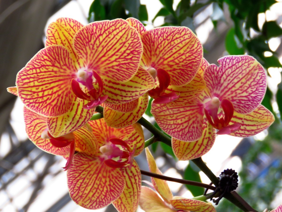 狗年愚人节拍花