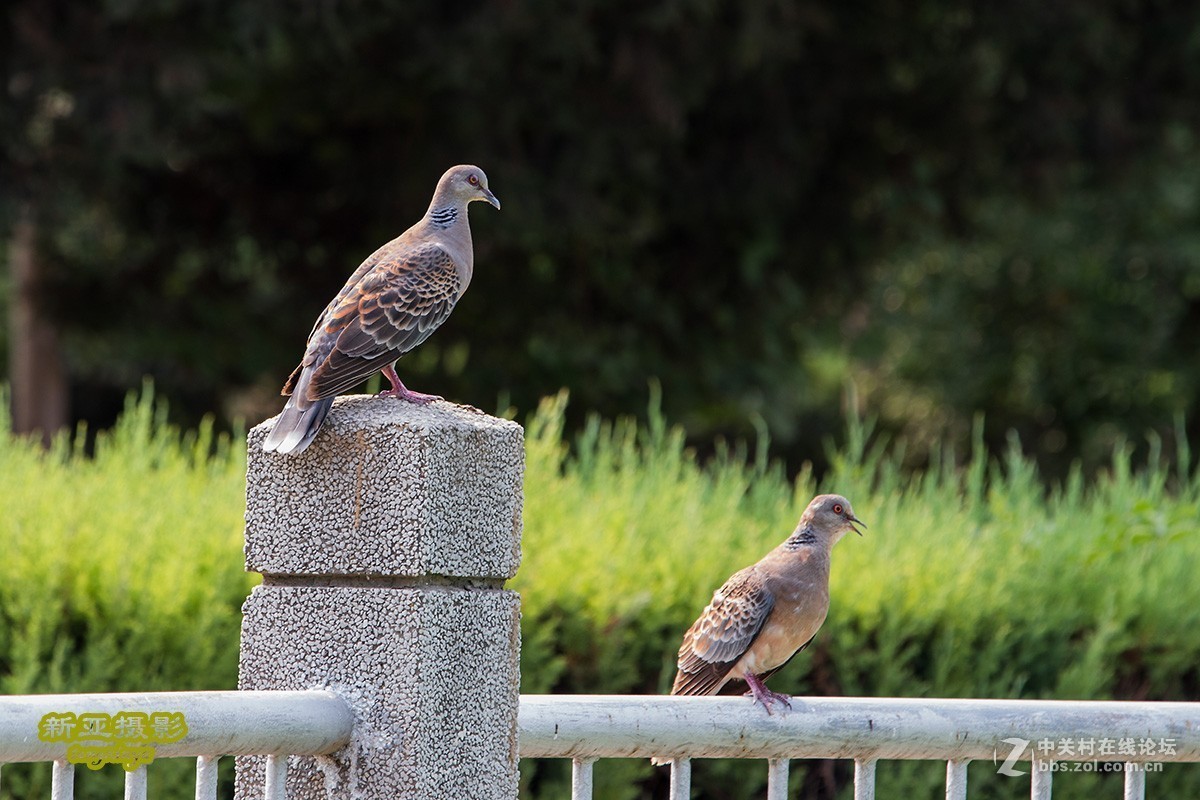 #佳能EOS M6-定格光影#多姿多彩的夏日