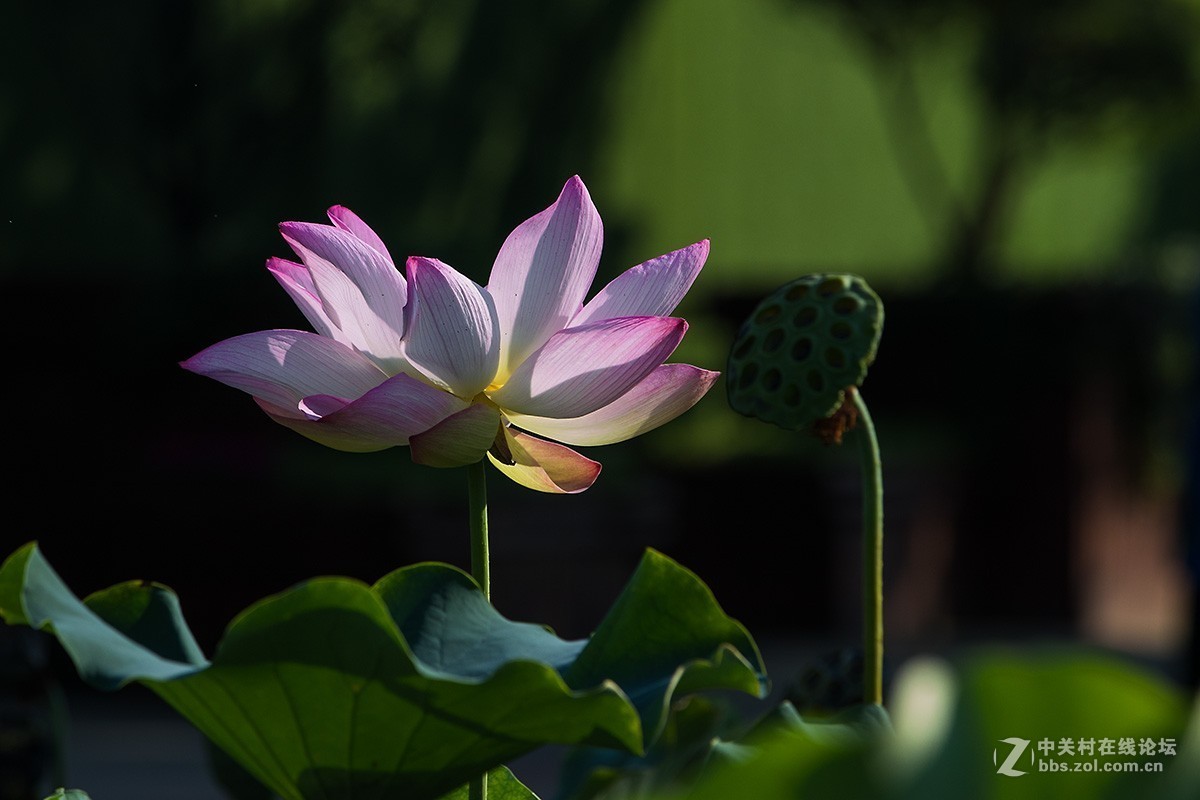 #佳能EOS M6-定格光影#多姿多彩的夏日