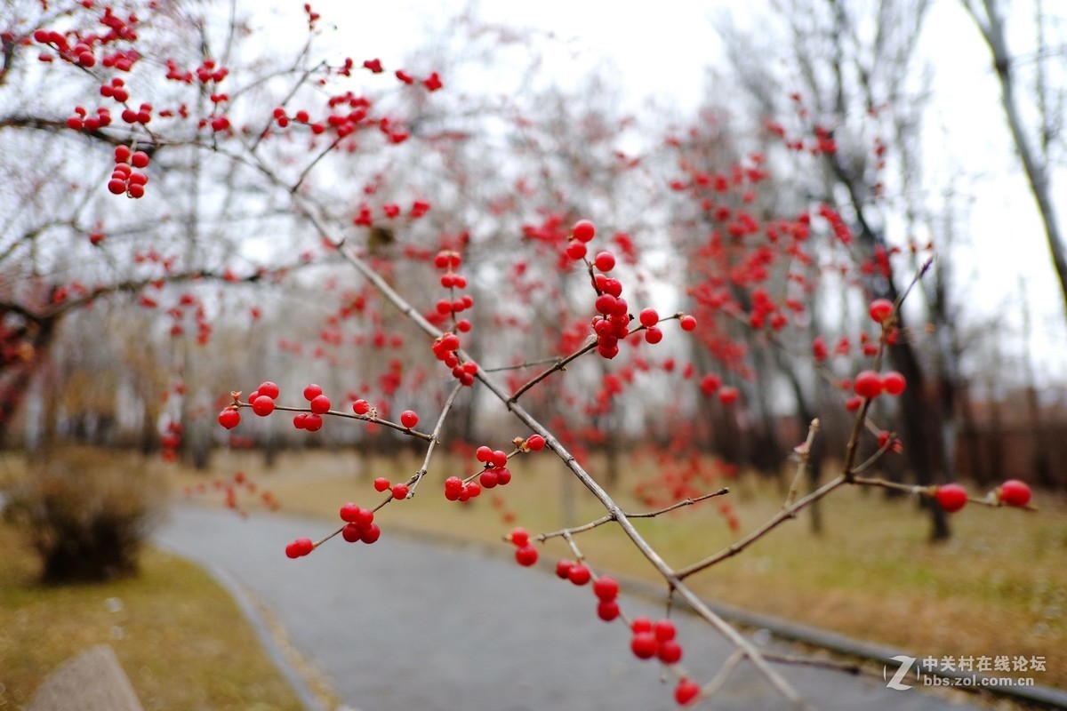 这个镜头太值了！拍一组【冬天里的美丽……】