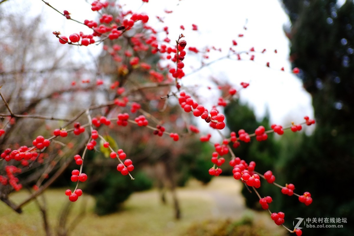 这个镜头太值了！拍一组【冬天里的美丽……】