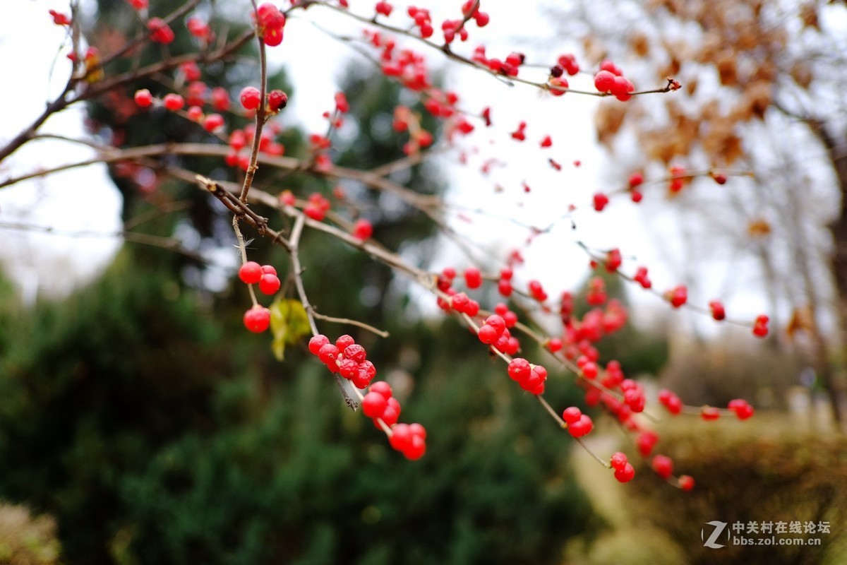 这个镜头太值了！拍一组【冬天里的美丽……】