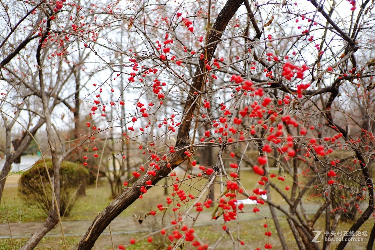 这个镜头太值了！拍一组【冬天里的美丽……】