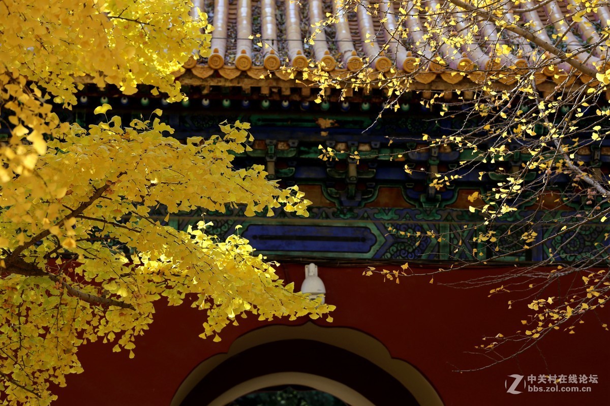 北京中山公园秋韵