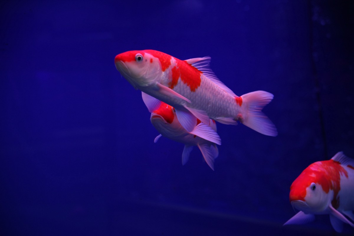 锦鲤-中关村在线摄影论坛