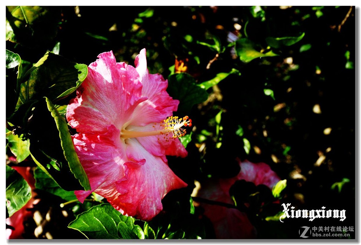 冲绳岛的花随拍