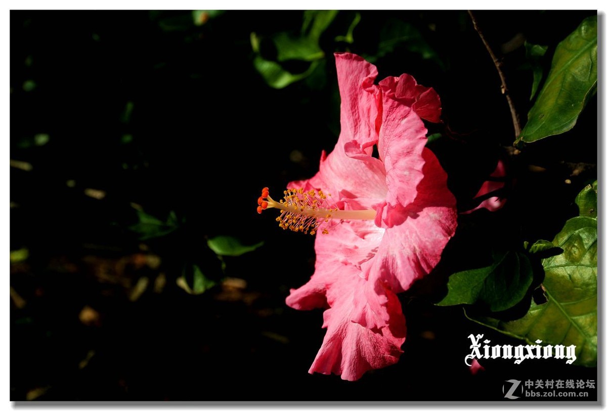 冲绳岛的花随拍