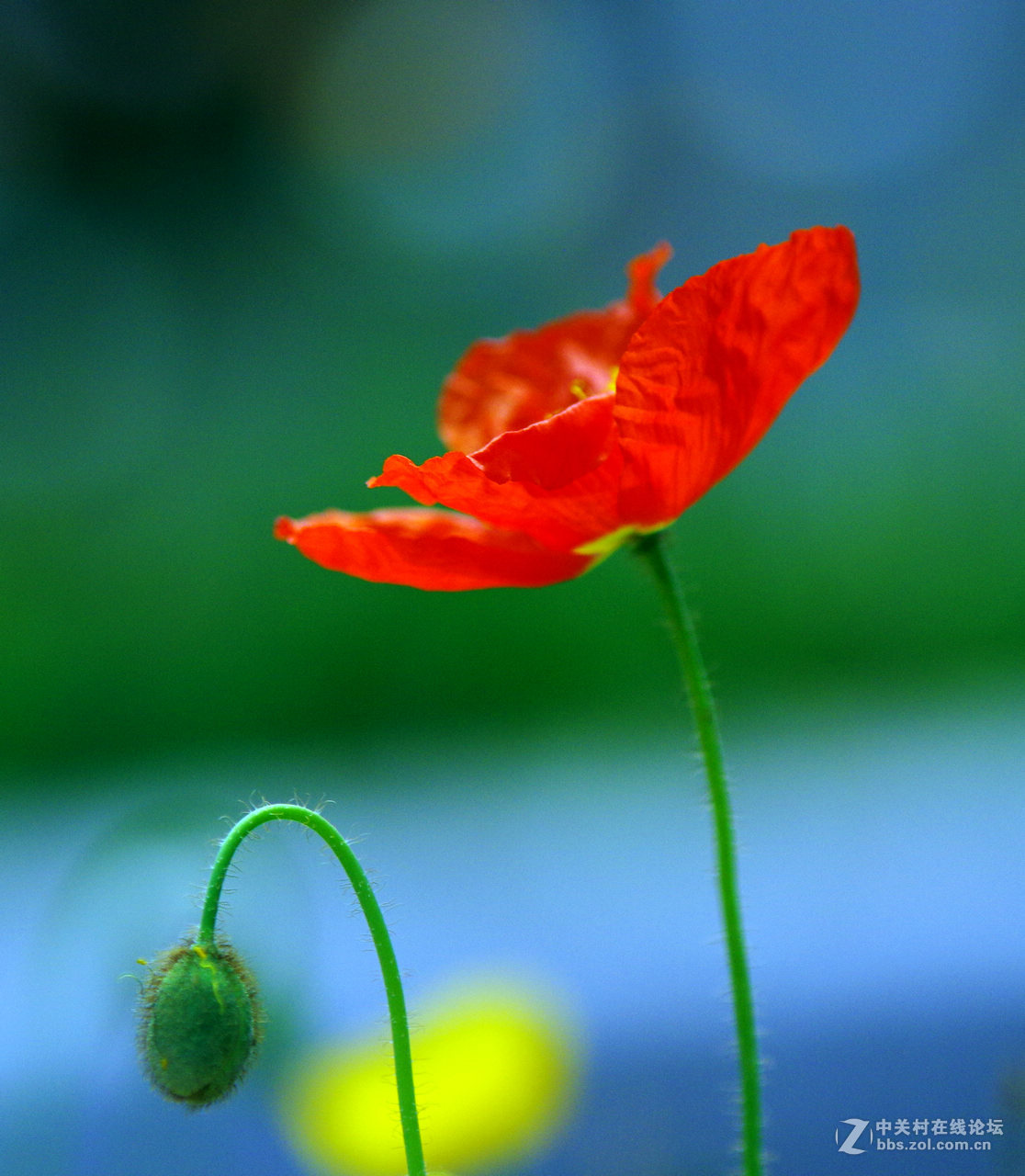 众里寻它千百度