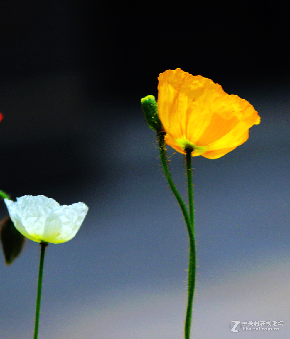 众里寻它千百度