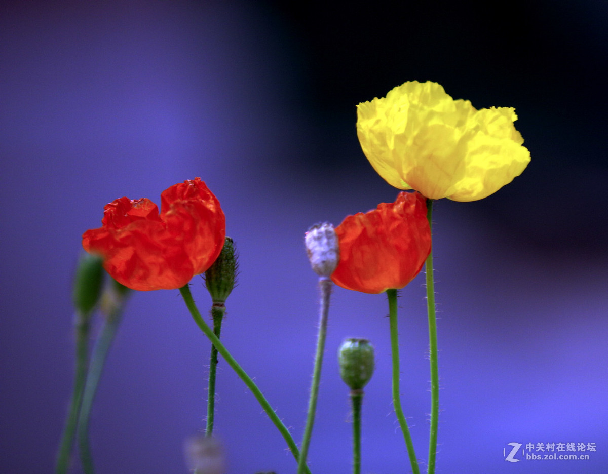 众里寻它千百度