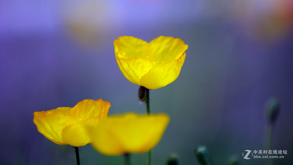 众里寻它千百度
