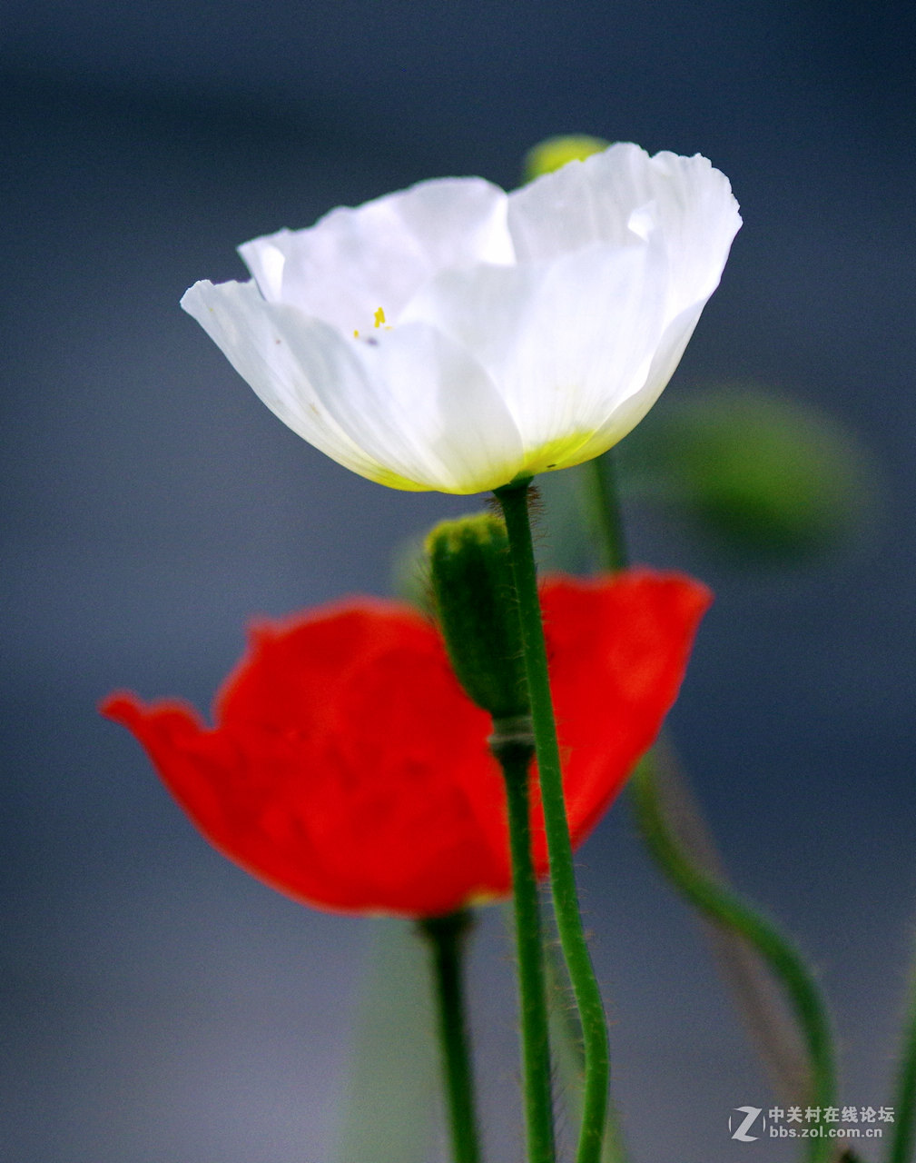 众里寻它千百度