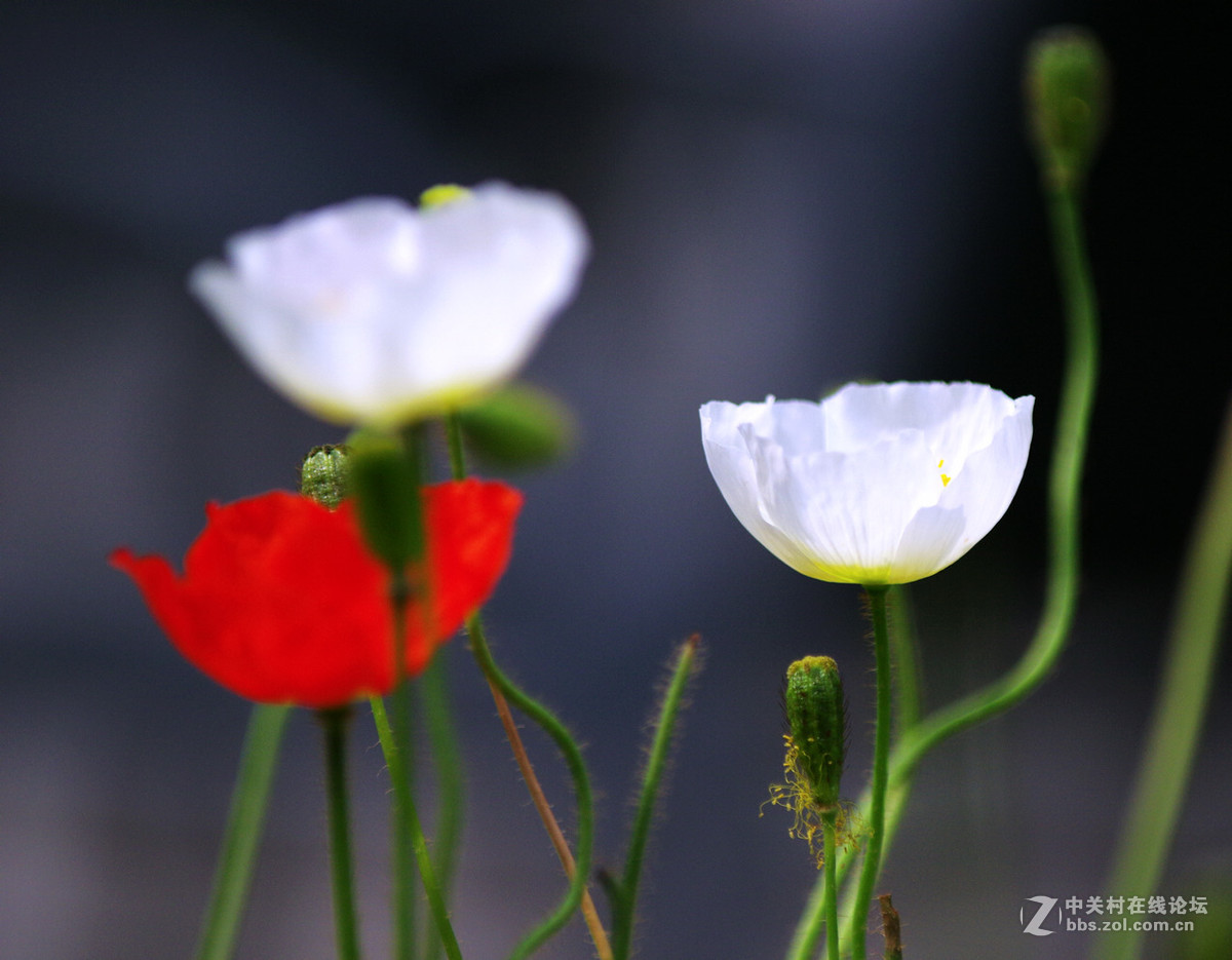 众里寻它千百度