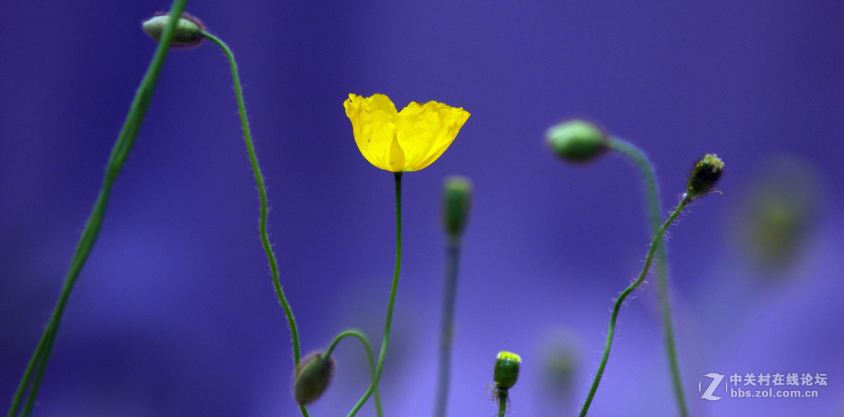 众里寻它千百度
