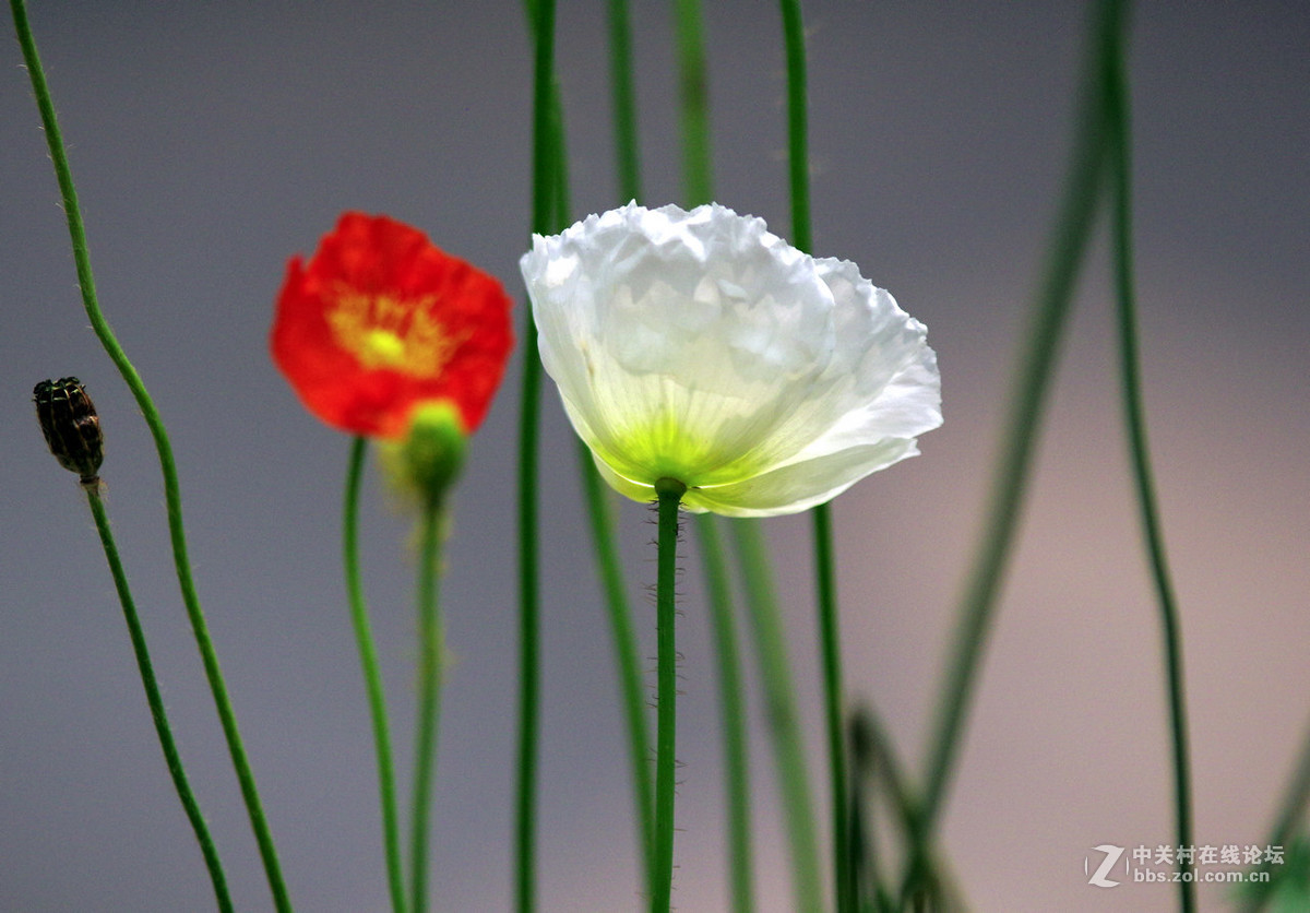 众里寻它千百度