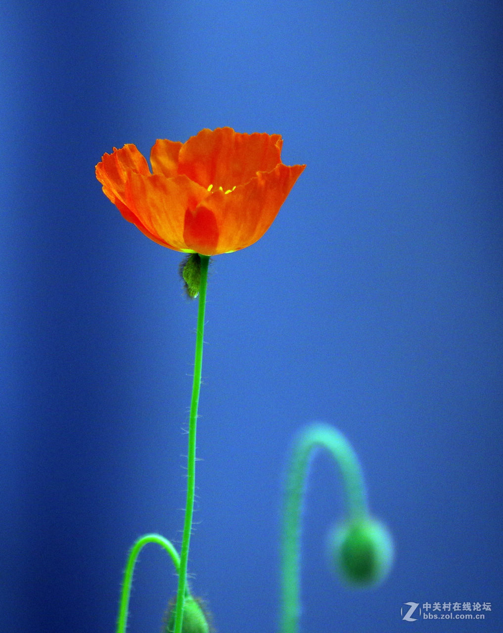 众里寻它千百度