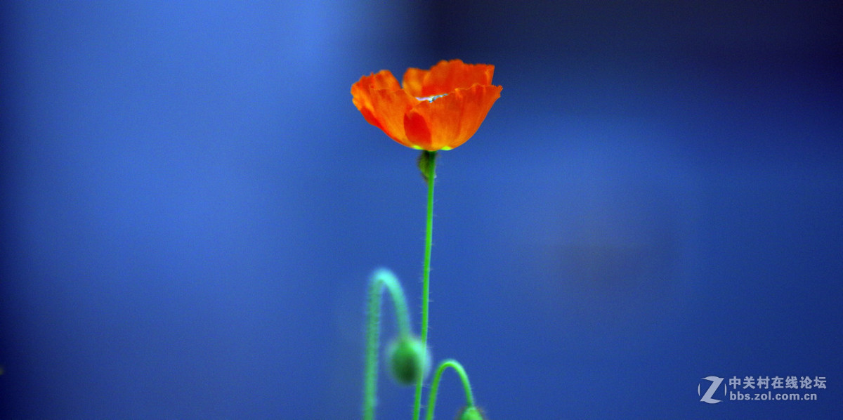 众里寻它千百度