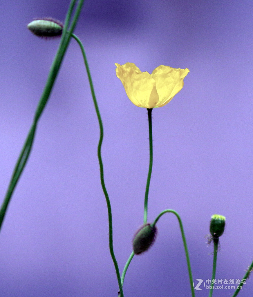 众里寻它千百度