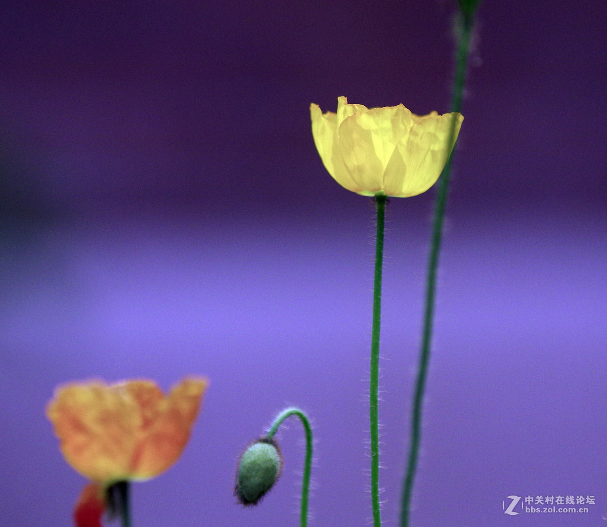 众里寻它千百度