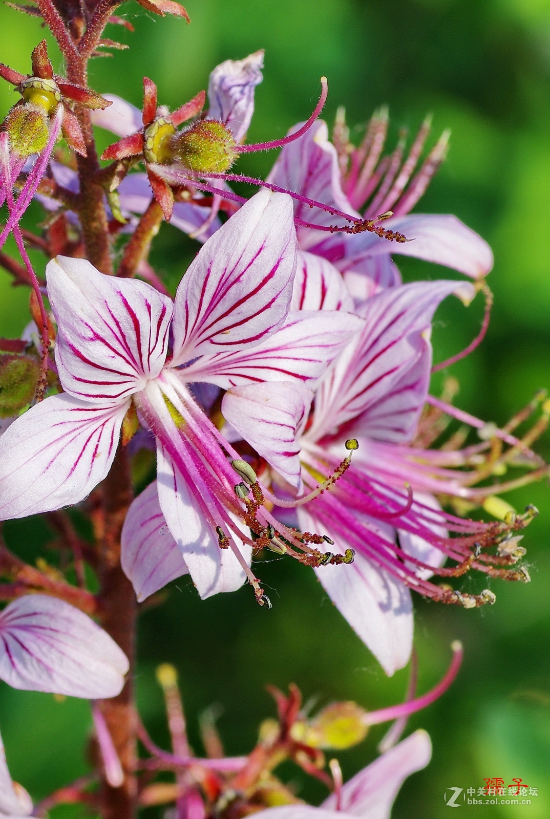 近觀野山花