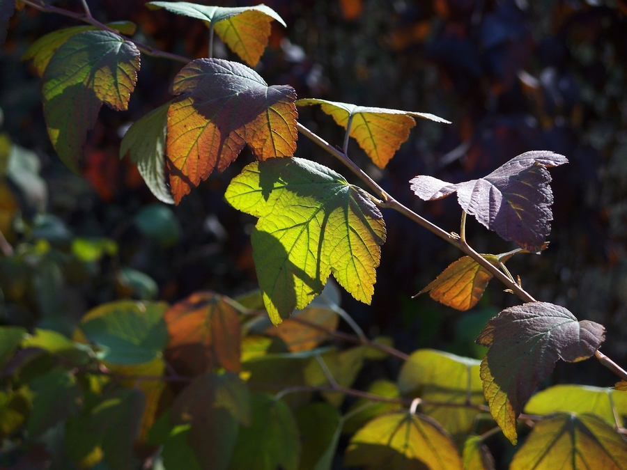 感受875迷人的色彩------再次向yuanbaojun好友致谢