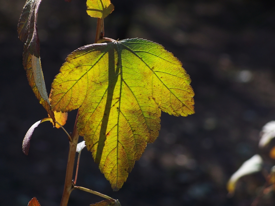 感受875迷人的色彩------再次向yuanbaojun好友致谢