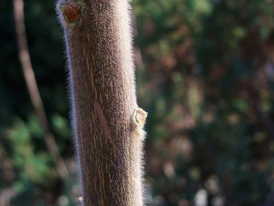 感受875迷人的色彩------再次向yuanbaojun好友致谢