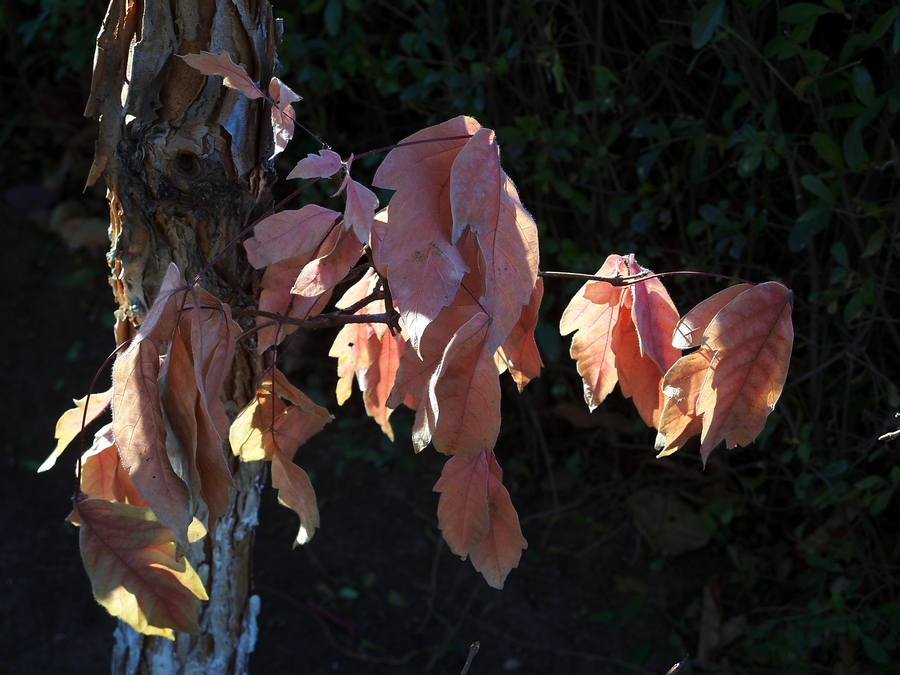 感受875迷人的色彩------再次向yuanbaojun好友致谢