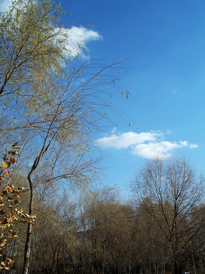 感受875迷人的色彩------再次向yuanbaojun好友致谢