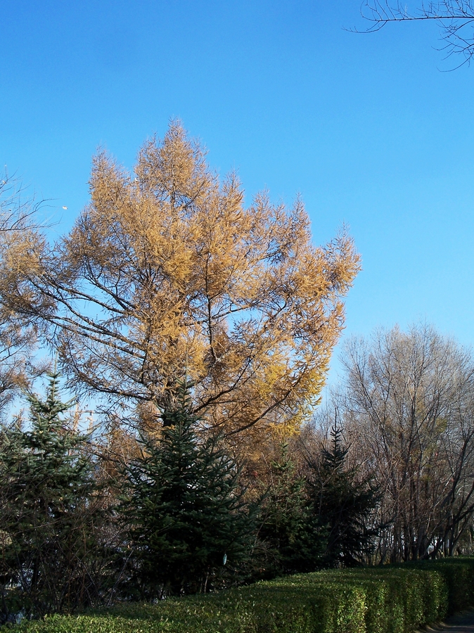 感受875迷人的色彩------再次向yuanbaojun好友致谢