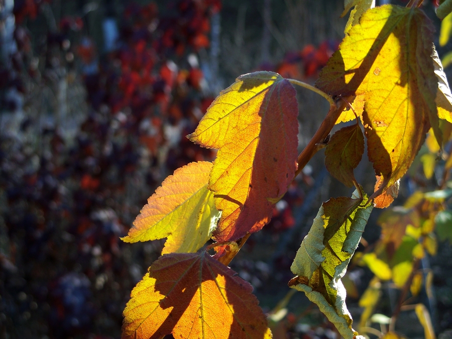 感受875迷人的色彩------再次向yuanbaojun好友致谢